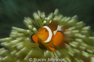 Nemo - no photoshop by Tracey Jennings 